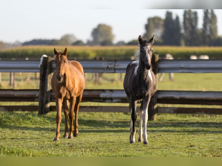 Belgisch Warmbloed Merrie veulen (05/2024) 130 cm Gevlekt-paard in DENTERGEM