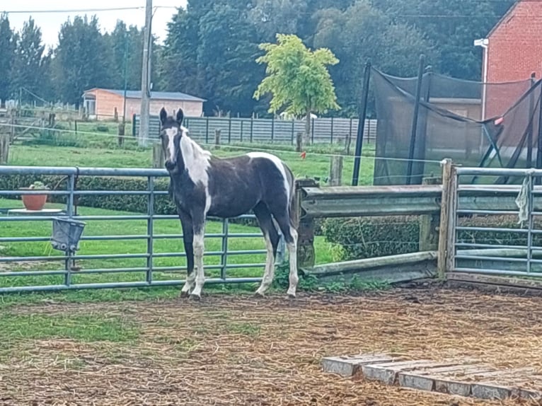 Belgisch Warmbloed Merrie veulen (05/2024) 130 cm Gevlekt-paard in DENTERGEM