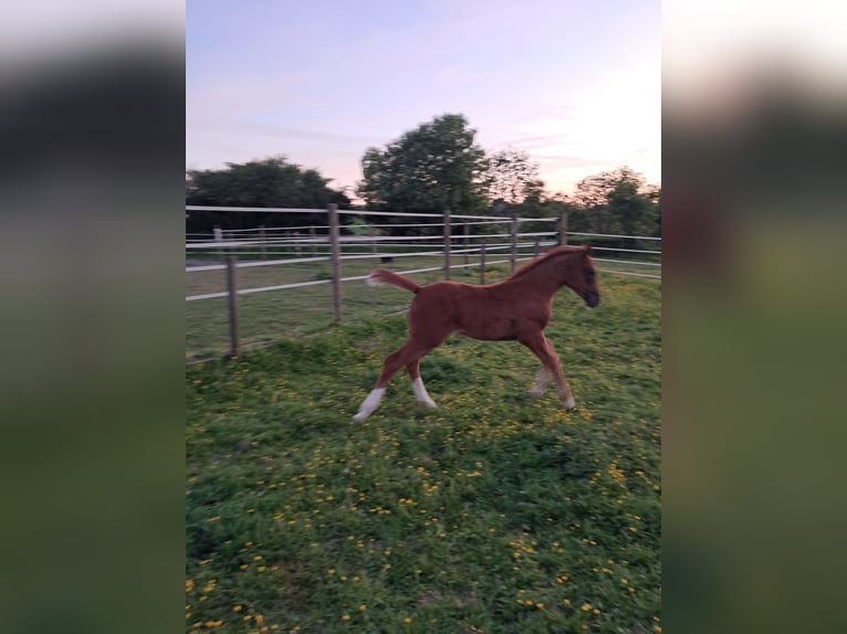 Belgisch Warmbloed Merrie  130 cm Vos in Bois de Halleux 861