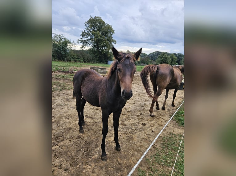 Belgisch Warmbloed Merrie veulen (04/2024) 155 cm Donkerbruin in Paal