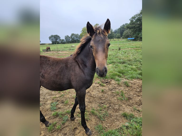 Belgisch Warmbloed Merrie veulen (04/2024) 155 cm Donkerbruin in Paal