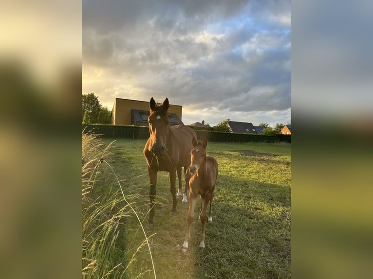 Belgisch Warmbloed Merrie Veulen (05/2026) 166 cm Bruin in Melle