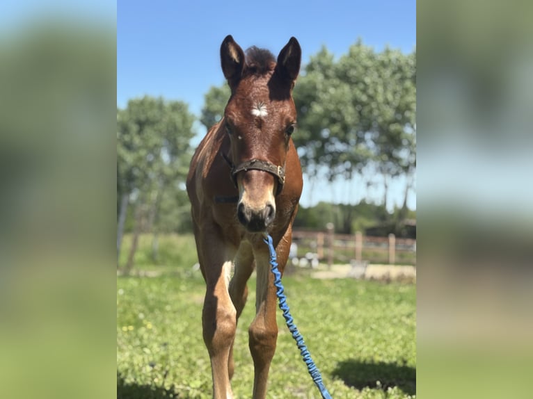 Belgisch Warmbloed Merrie Veulen (05/2026) 166 cm Bruin in Melle