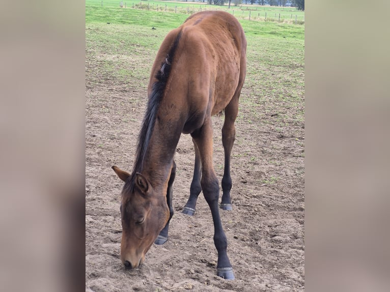 Belgisch Warmbloed Merrie Veulen (04/2025) 168 cm Bruin in Oostmalle