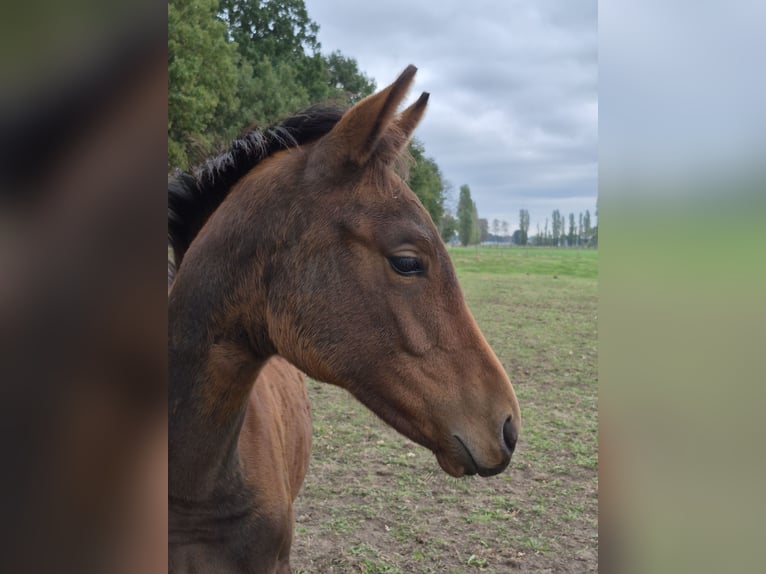 Belgisch Warmbloed Merrie Veulen (04/2025) 168 cm Bruin in Oostmalle