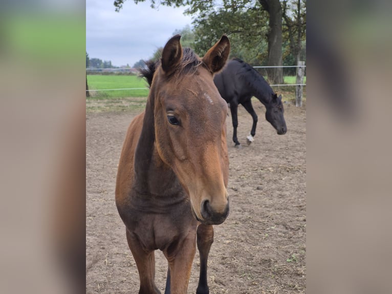 Belgisch Warmbloed Merrie Veulen (04/2025) 168 cm Bruin in Oostmalle