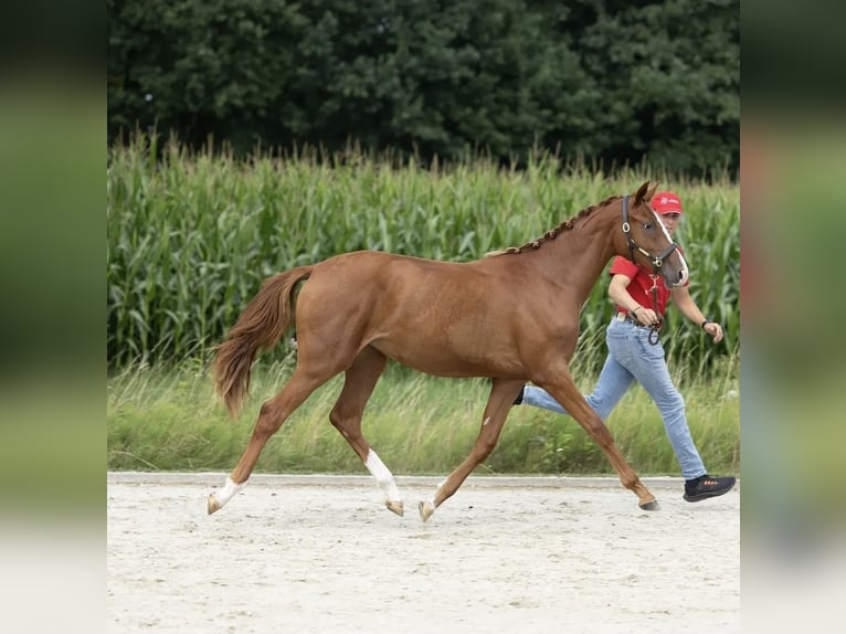 Belgisch Warmbloed Merrie Veulen (04/2025) 168 cm Bruin in Oostmalle
