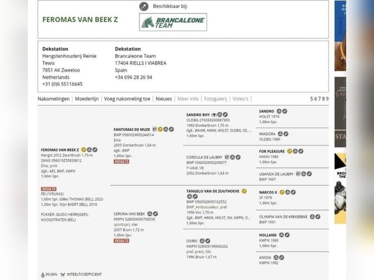 Belgisch Warmbloed Merrie Veulen (04/2025) 168 cm Bruin in Oostmalle