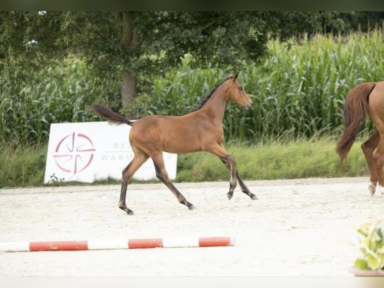 Belgisch Warmbloed Merrie Veulen (04/2025) 168 cm Bruin in Oostmalle