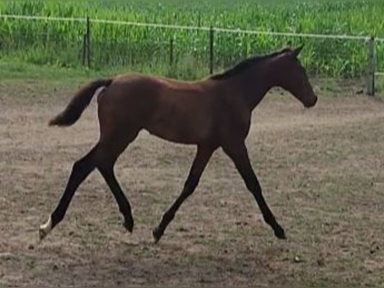 Belgisch Warmbloed Merrie  170 cm Bruin in Ieper