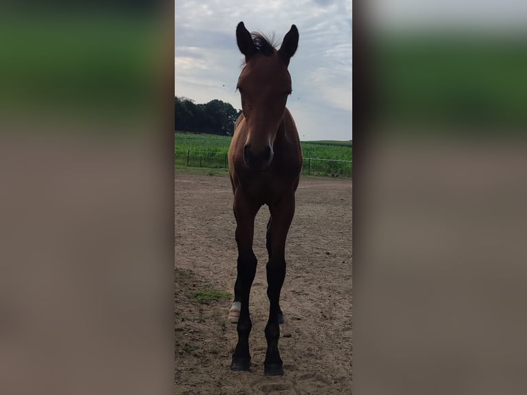 Belgisch Warmbloed Merrie  170 cm Bruin in Ieper