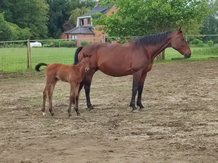 Belgisch Warmbloed Merrie  170 cm Bruin in Ieper