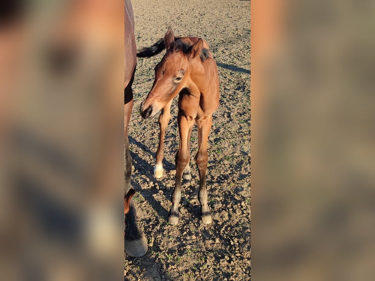 Belgisch Warmbloed Merrie  170 cm Bruin in Ieper