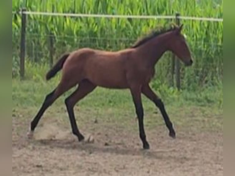 Belgisch Warmbloed Merrie  170 cm Bruin in Ieper