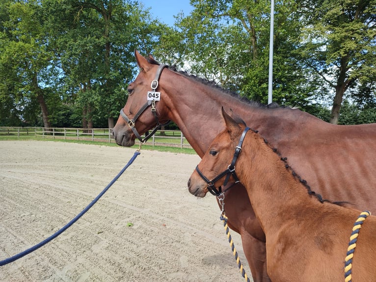 Belgisch Warmbloed Merrie  170 cm Bruin in Ieper