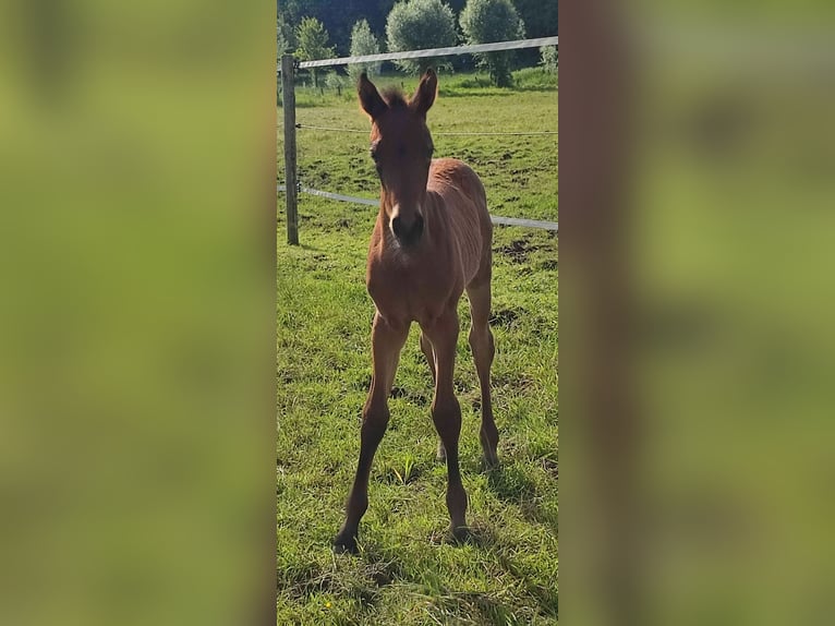 Belgisch Warmbloed Merrie  170 cm Bruin in Ieper