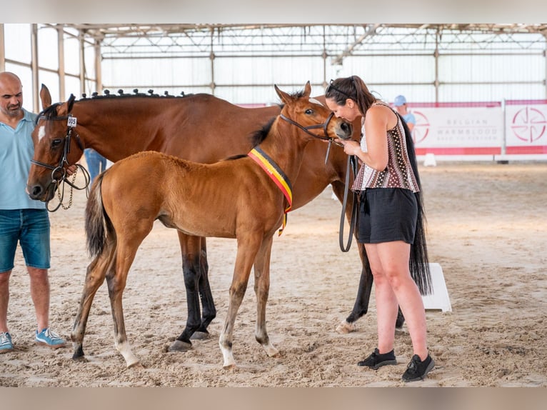 Belgisch Warmbloed Merrie Veulen (04/2026) Bruin in GROTE-BROGEL
