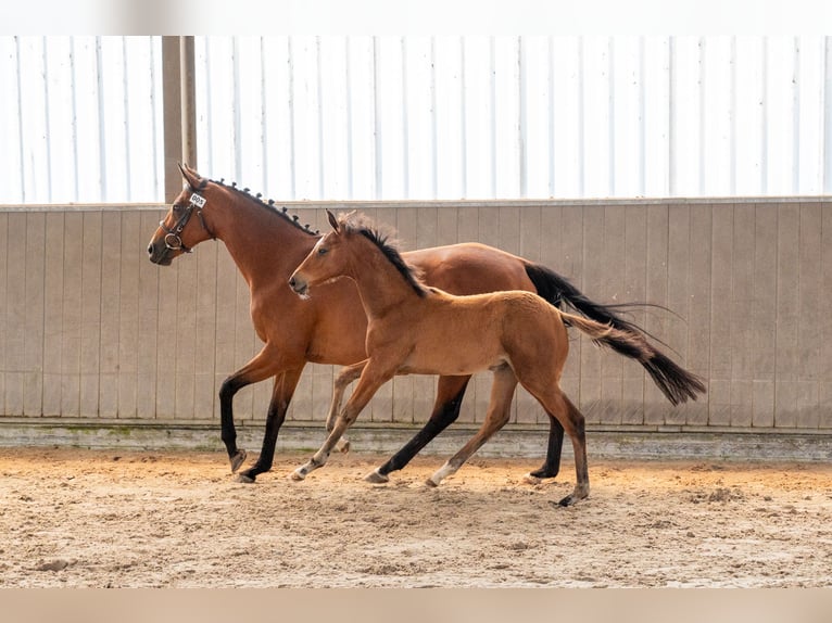 Belgisch Warmbloed Merrie Veulen (04/2026) Bruin in GROTE-BROGEL