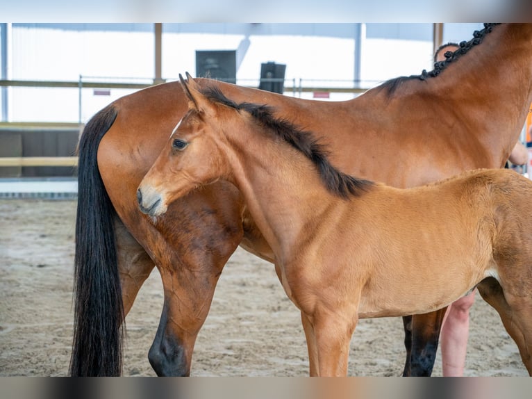 Belgisch Warmbloed Merrie Veulen (04/2026) Bruin in GROTE-BROGEL