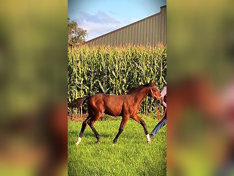 Belgisch Warmbloed Merrie veulen (06/2024) Bruin in Wuustwezel