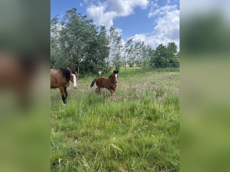 Belgisch Warmbloed Merrie  Bruin in Gent