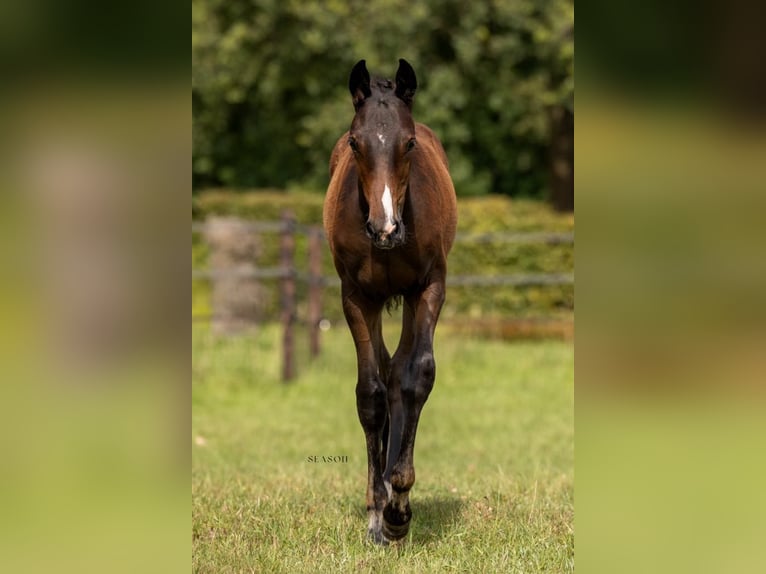 Belgisch Warmbloed Merrie veulen (04/2024) Donkerbruin in Ranst