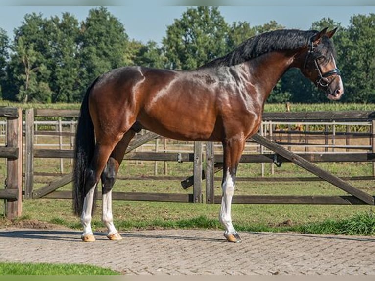 Belgisch Warmbloed Merrie veulen (04/2024) Donkerbruin in Ranst