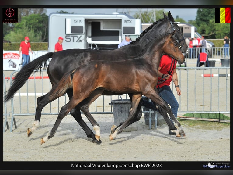 Belgisch Warmbloed Merrie veulen (04/2024) Donkerbruin in Ranst