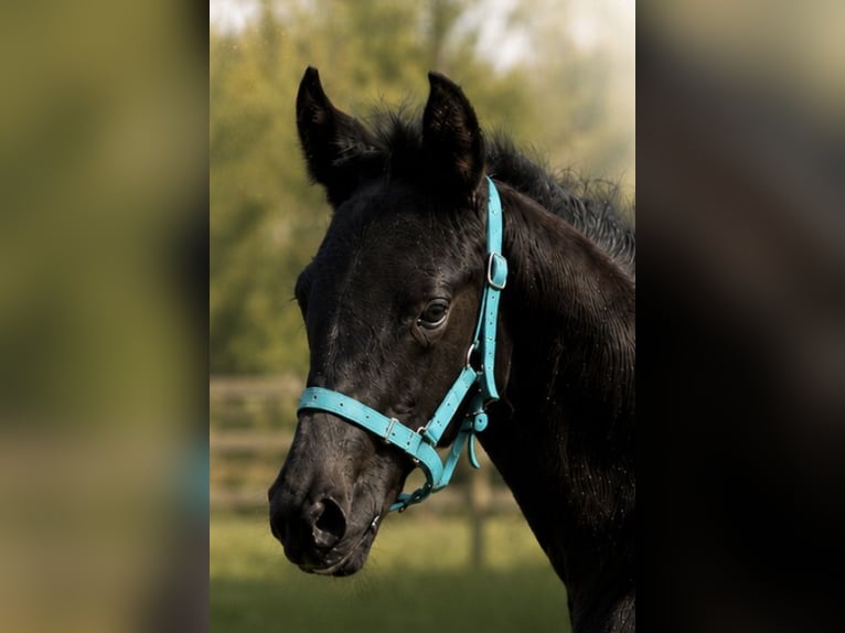 Belgisch Warmbloed Merrie Veulen (04/2026) Donkerbruin in Kampenhout
