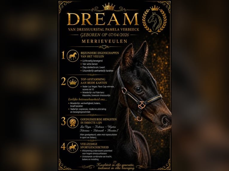 Belgisch Warmbloed Merrie Veulen (04/2026) Donkerbruin in Kampenhout