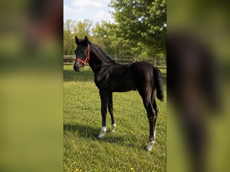 Belgisch Warmbloed Merrie Veulen (04/2026) Donkerbruin in Kampenhout
