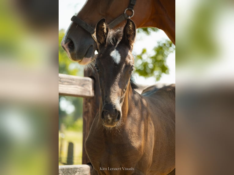 Belgisch Warmbloed Merrie Veulen (05/2026) Donkerbruin in Kaulille