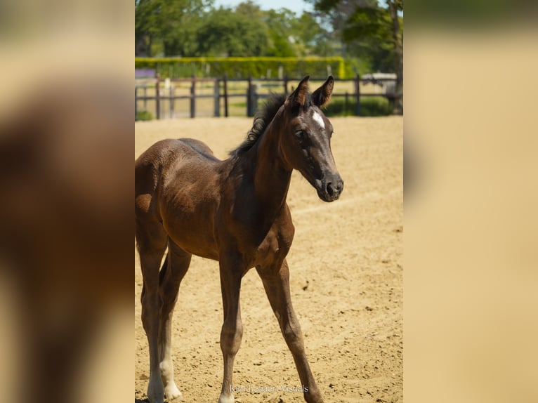 Belgisch Warmbloed Merrie Veulen (05/2026) Donkerbruin in Kaulille