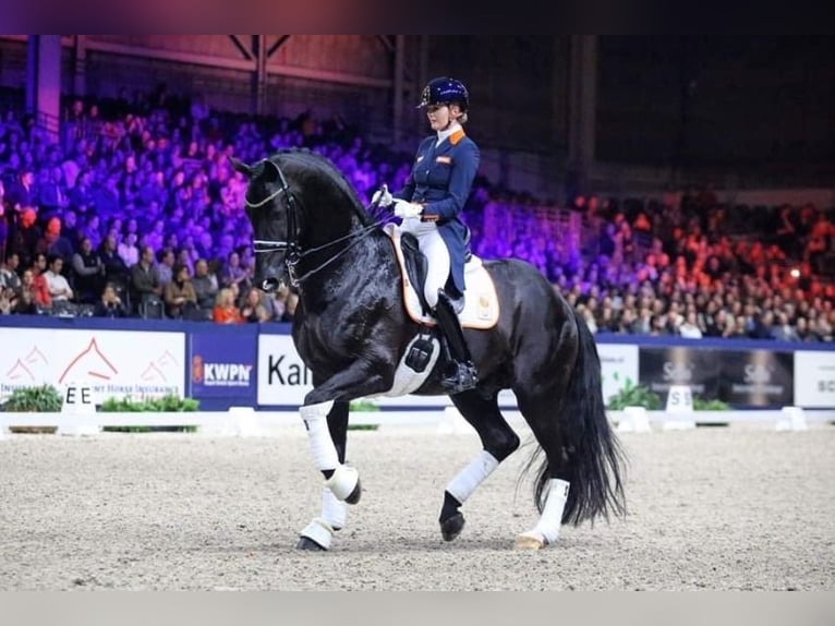 Belgisch Warmbloed Merrie veulen (04/2024) Donkerbruin in Ranst