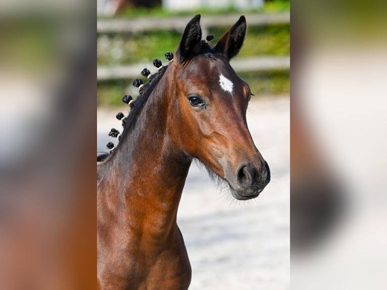 Belgisch Warmbloed Merrie veulen (03/2024) Donkerbruin in Oud-Heverlee