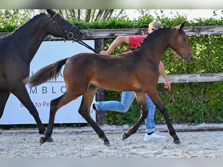 Belgisch Warmbloed Merrie veulen (03/2024) Donkerbruin in Oud-Heverlee