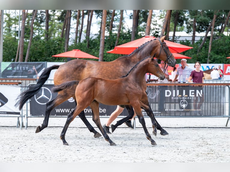 Belgisch Warmbloed Merrie Veulen (04/2026)  in Kaulille