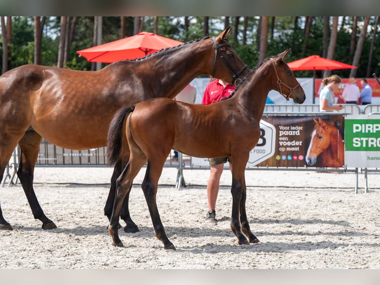 Belgisch Warmbloed Merrie Veulen (04/2026)  in Kaulille