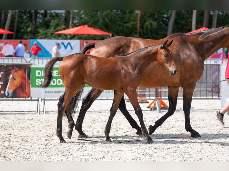 Belgisch Warmbloed Merrie Veulen (04/2026)  in Kaulille