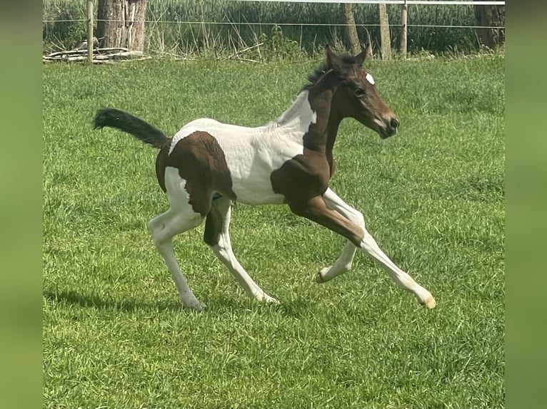 Belgisch Warmbloed Merrie Veulen (05/2026) Gevlekt-paard in Aalter