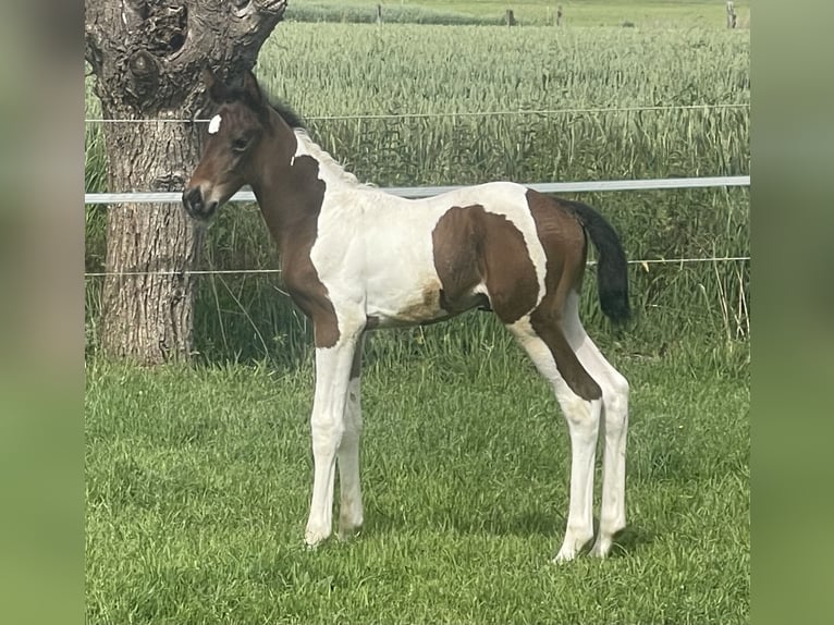 Belgisch Warmbloed Merrie Veulen (05/2026) Gevlekt-paard in Aalter