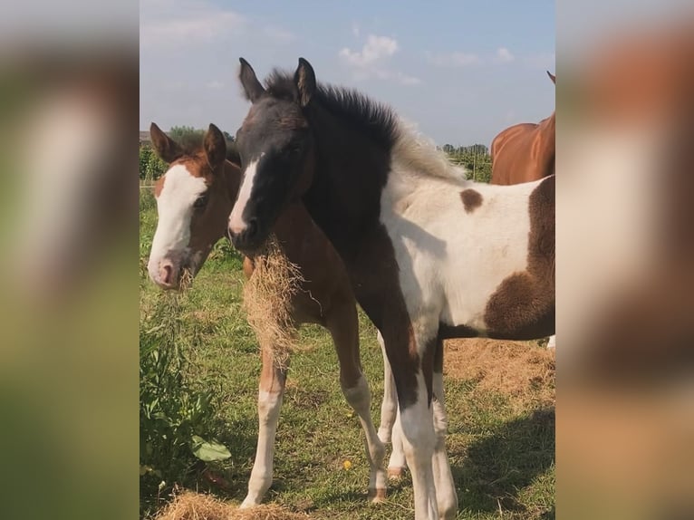 Belgisch Warmbloed Merrie veulen (03/2024) Gevlekt-paard in ssen