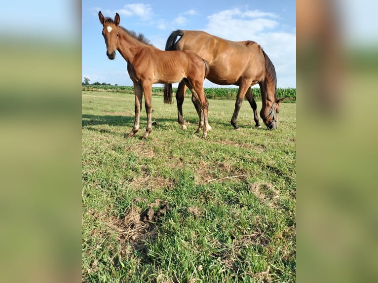 Belgisch Warmbloed Merrie veulen (05/2024) Lichtbruin in Herk-De-Stad