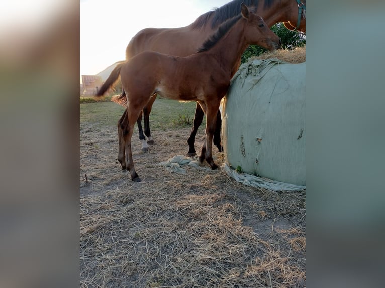 Belgisch Warmbloed Merrie veulen (05/2024) Lichtbruin in Herk-De-Stad