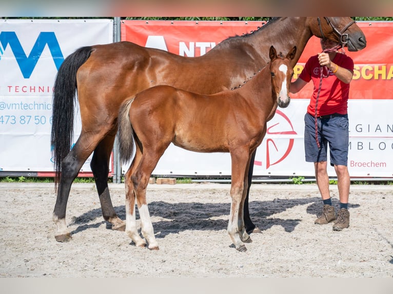 Belgisch Warmbloed Merrie Veulen (05/2026)  in Kaulille