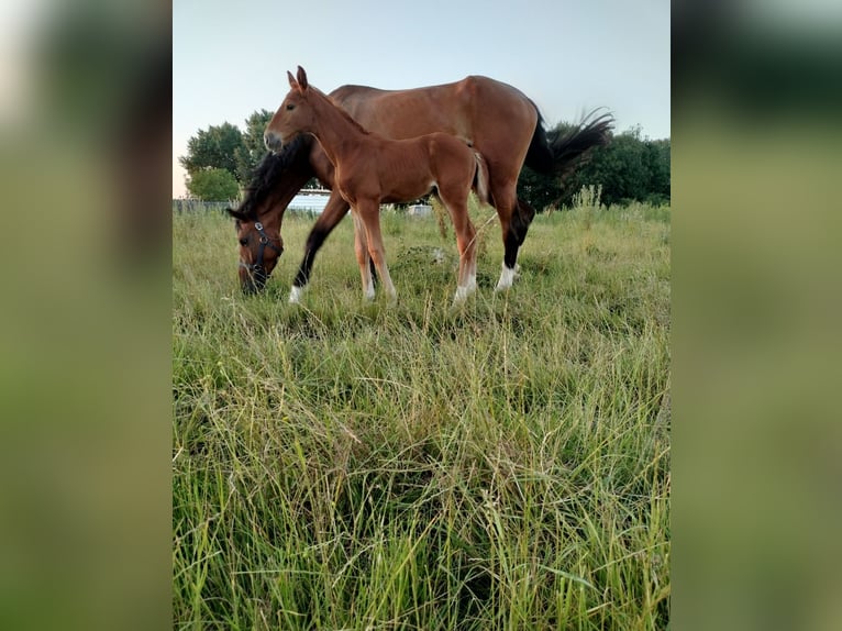 Belgisch Warmbloed Merrie veulen (05/2024) Vos in Herk-De-Stad