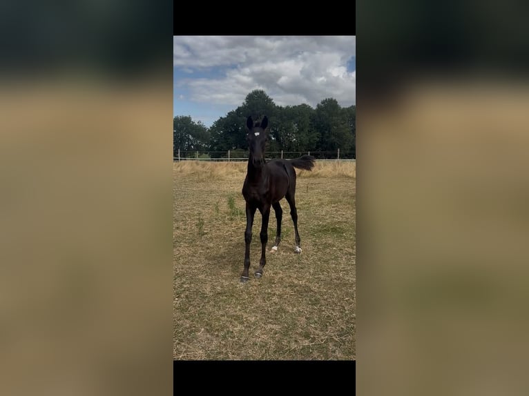 Belgisch Warmbloed Merrie Veulen (03/2026) Zwart in Bons villers