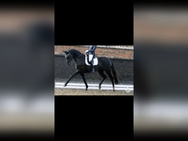 Belgisch Warmbloed Merrie veulen (05/2024) Zwart in Boortmeerbeek