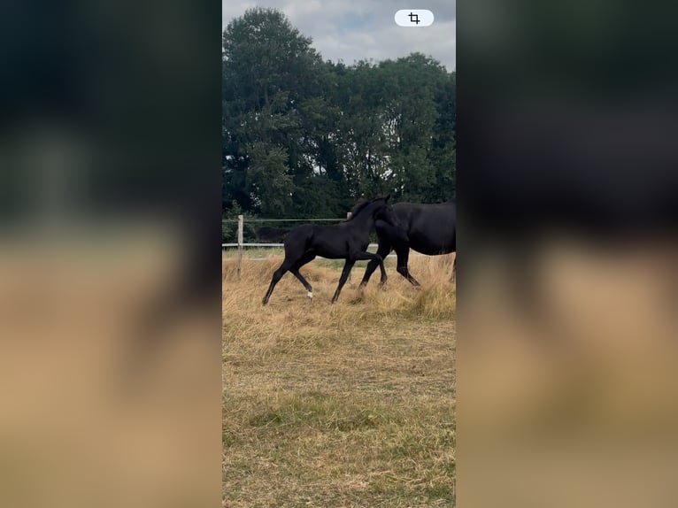 Belgisch Warmbloed Merrie Veulen (03/2026) Zwart in Rêves