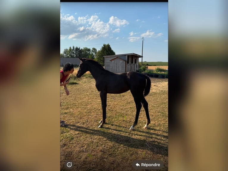 Belgisch Warmbloed Merrie Veulen (03/2026) Zwart in Rêves